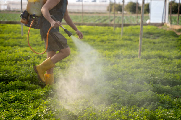 Best Best Pest Control Companies  in Singac, NJ