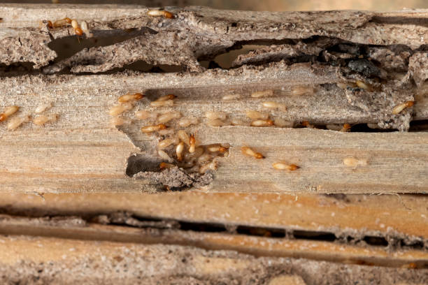 Best Pest Control for Businesses  in Singac, NJ
