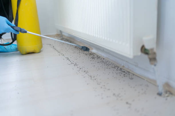 Best Spider Control Near Me  in Singac, NJ